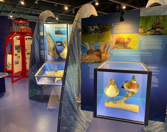 La nature du Saint-Laurent