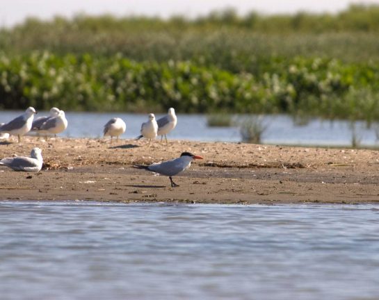 <i>L’observatoire du lac Saint-Pierre</i>