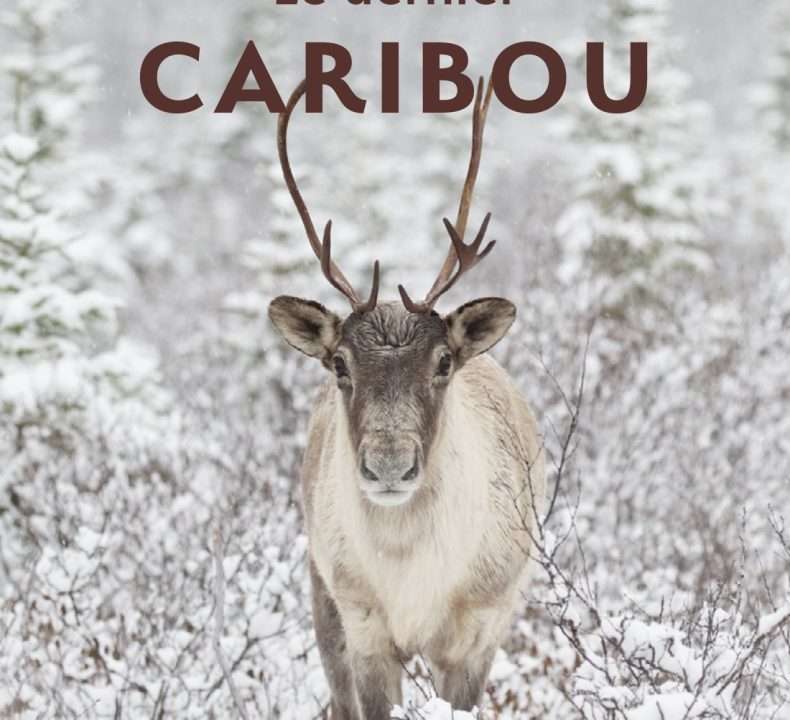 Le Biophare présente la conférence « Le dernier Caribou » de Michel Leboeuf