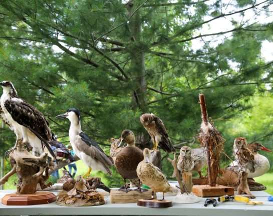 Forfait | Entre fleuve et marais