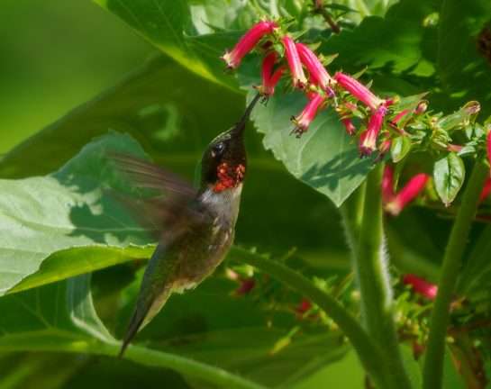 Un colibri dans une fleur et des feuilles