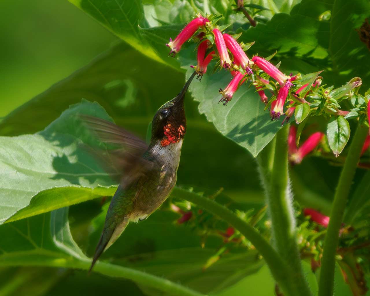Un colibri dans une fleur et des feuilles